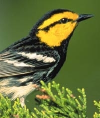 Golden-cheeked warbler